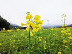 油菜花