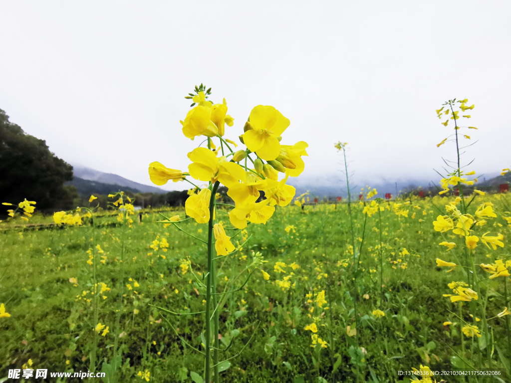 油菜花
