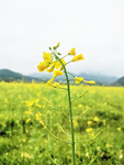 油菜花