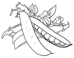 豌豆