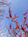 梅花