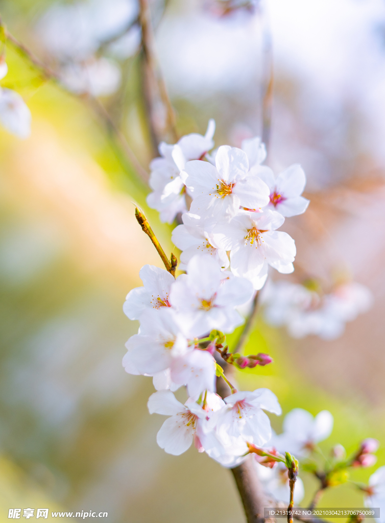 白色樱花特写大图