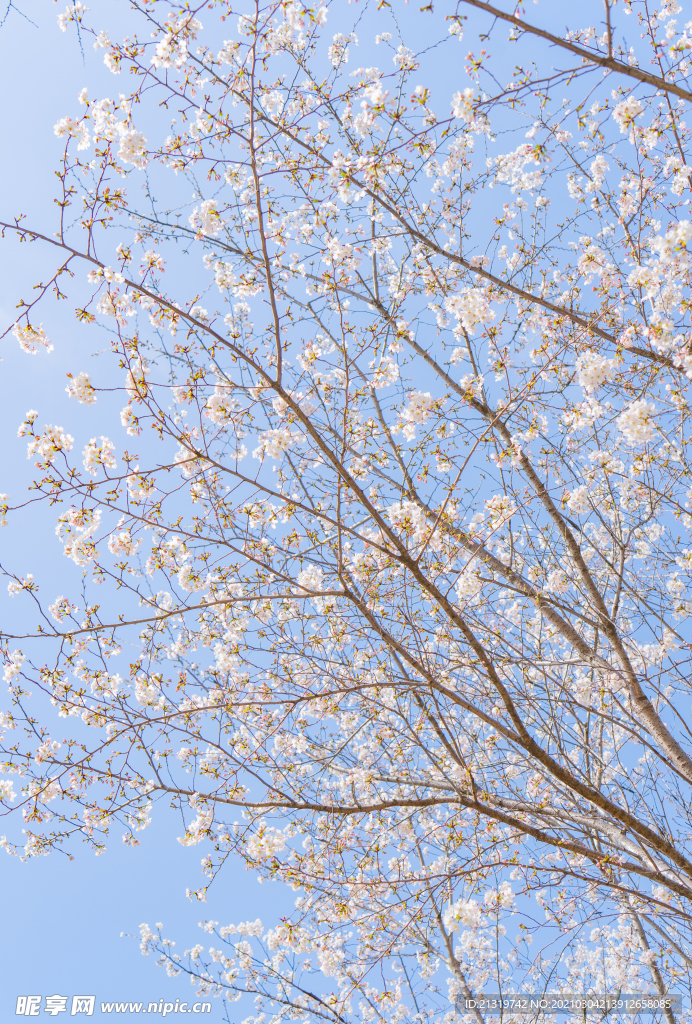 蓝天下白色的樱花摄影图