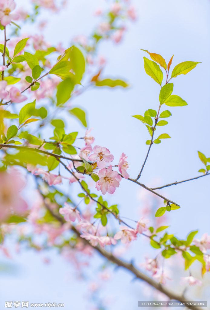 粉色樱花特写