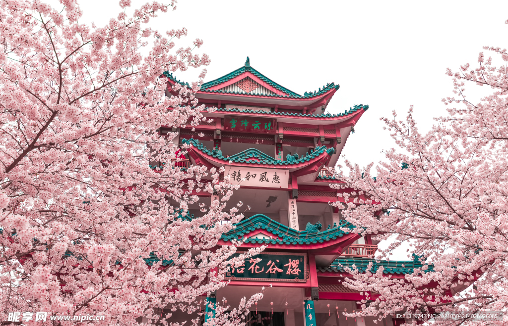 粉色浪漫大片樱花摄影图
