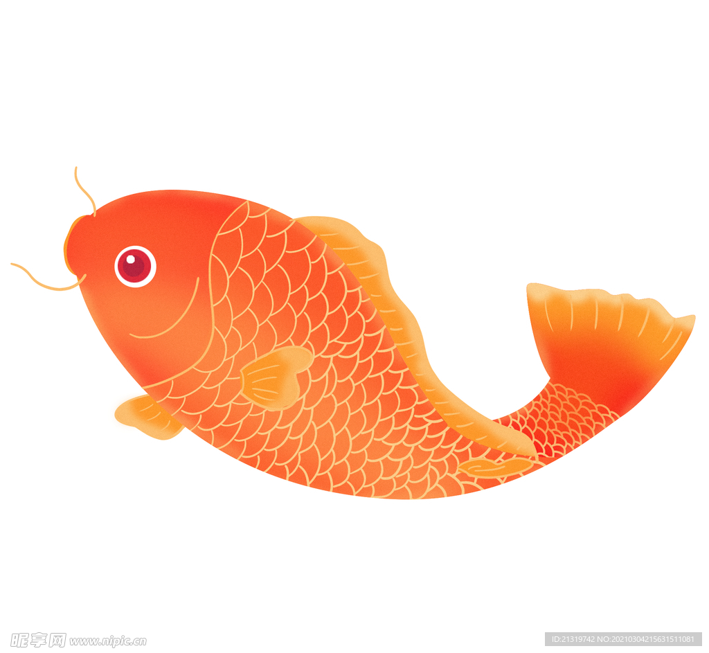 鲤鱼插画