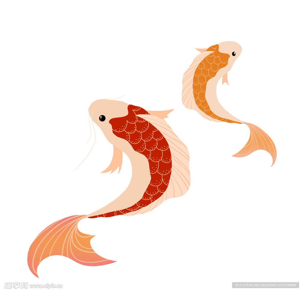 锦鲤插画