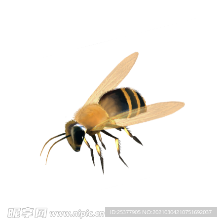 蜜蜂