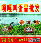 嘎嘎叫
