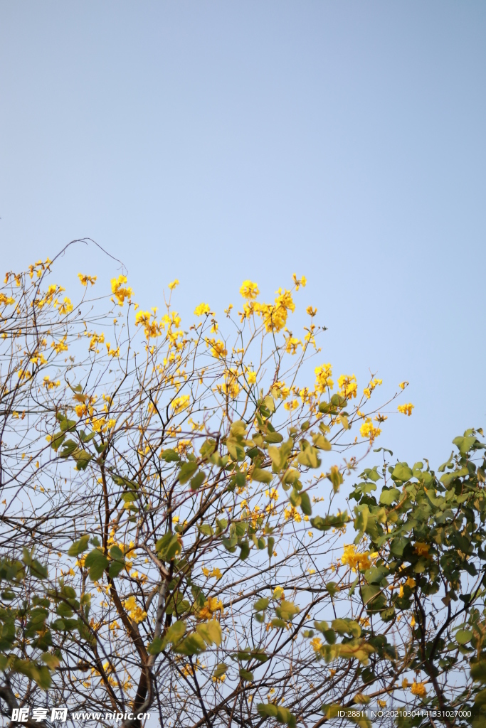 黄花风铃木