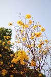 黄铃花