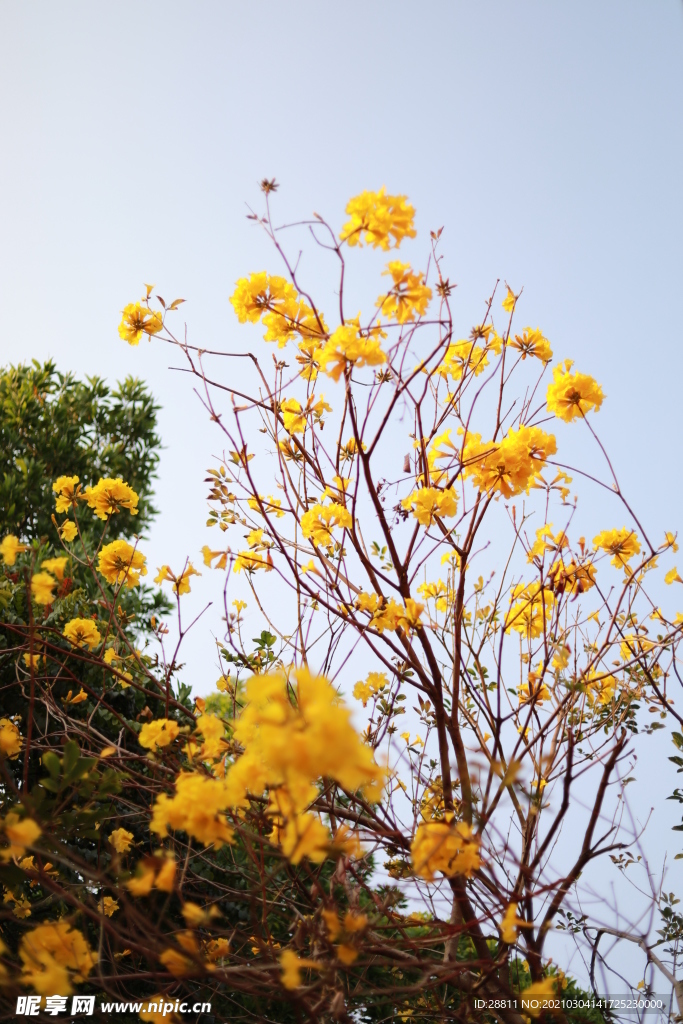 黄铃花