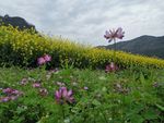 乡村