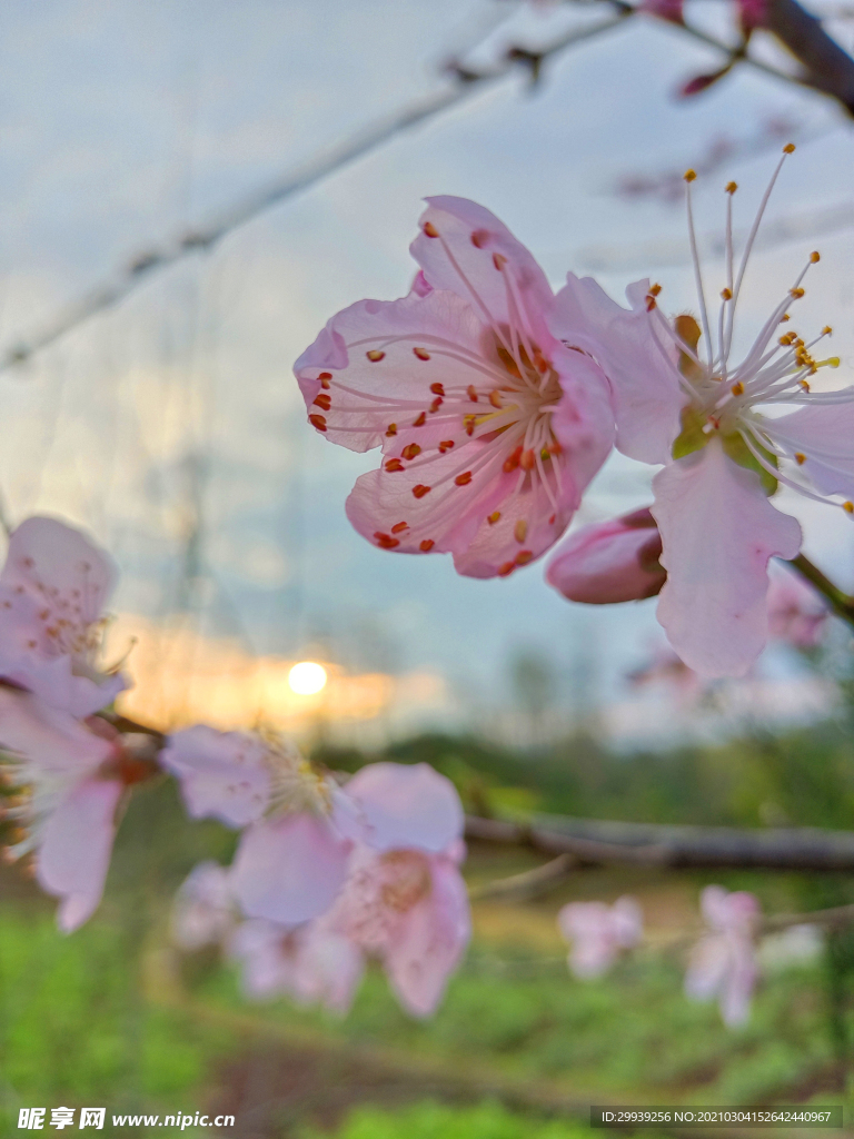 春天桃花