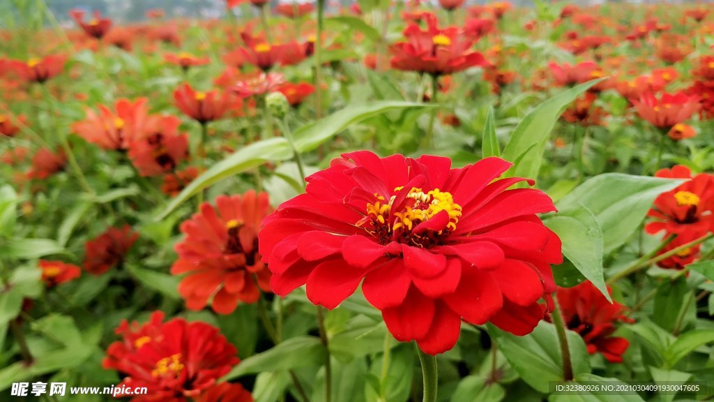 百日菊