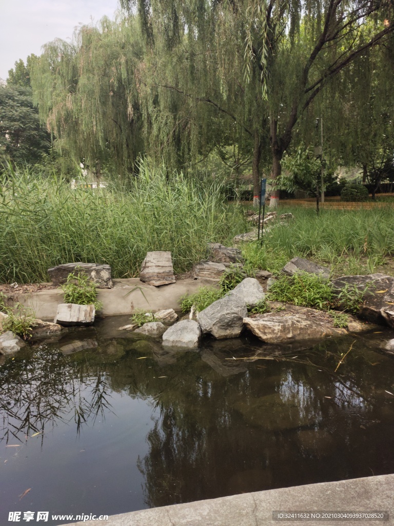 水草