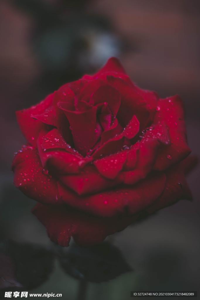 玫瑰