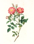 手绘花朵