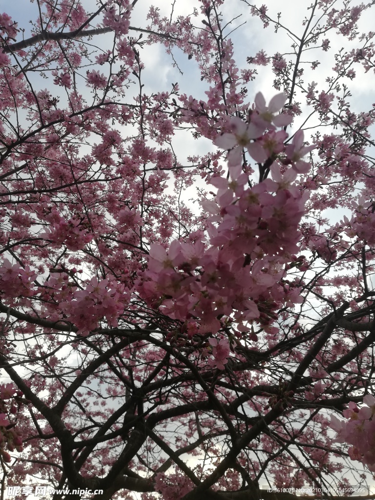 樱花树