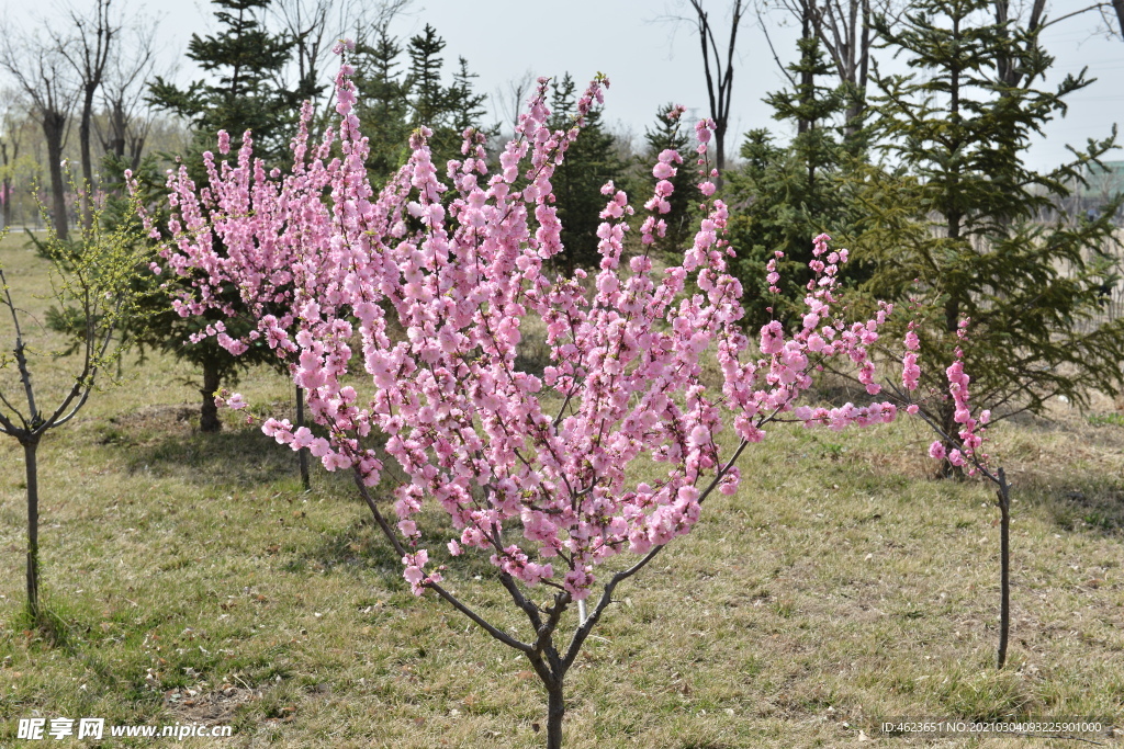 园林花灌木之榆叶梅全株