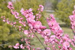 花枝招展的榆叶梅