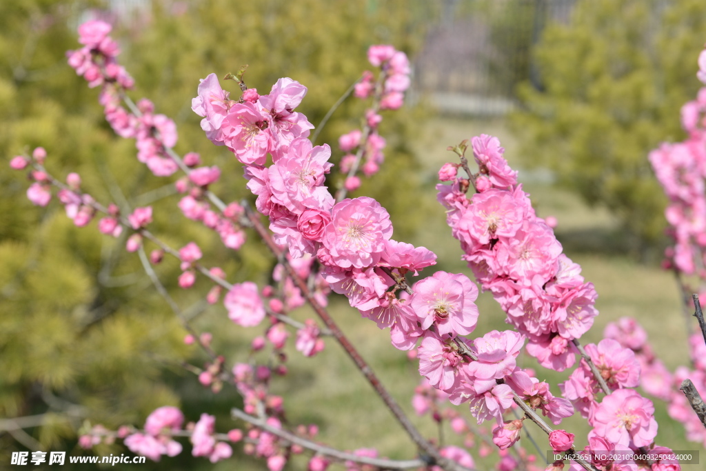 花枝招展的榆叶梅