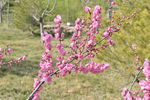 北方园林花灌木之榆叶梅的花枝
