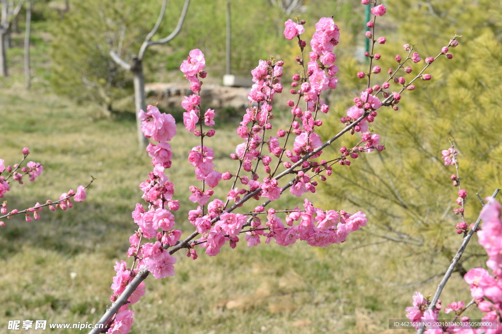 北方园林花灌木之榆叶梅的花枝