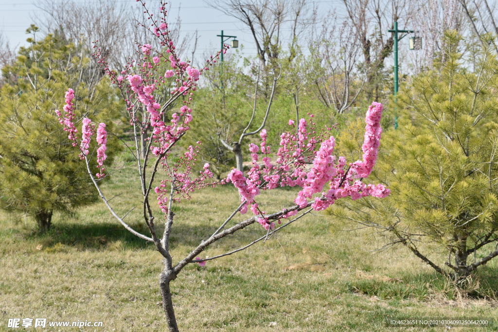 北方园林花灌木之榆叶梅开花