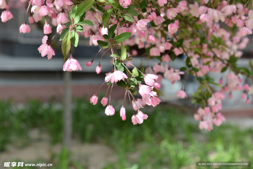 垂丝海棠的花