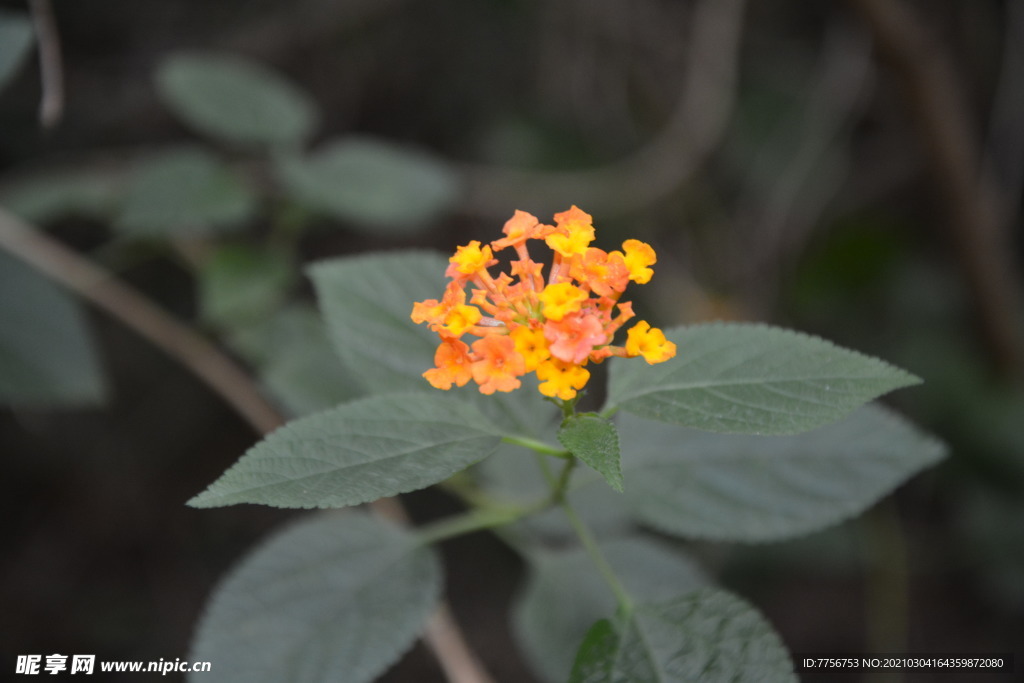 鲜花
