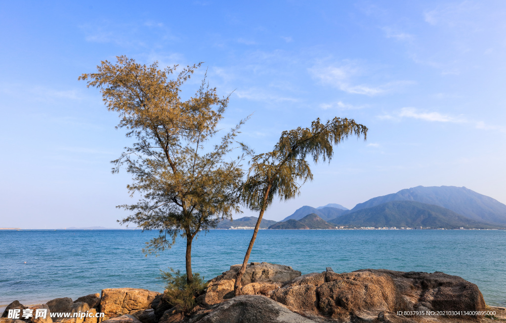 海滩礁岩上的两棵树