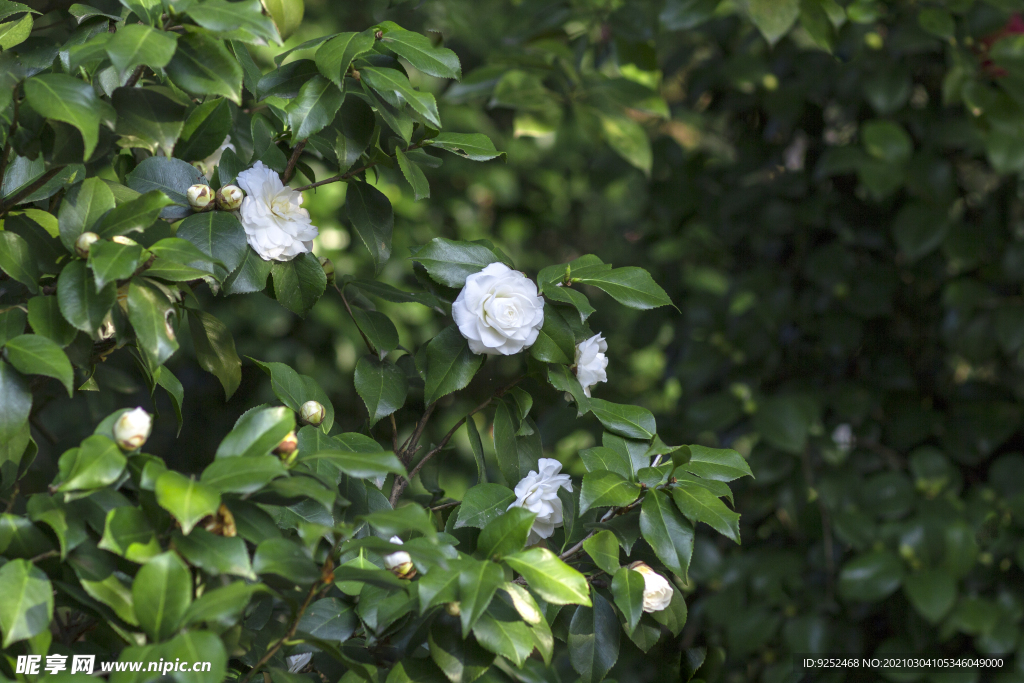 山茶花