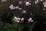 红玉兰花