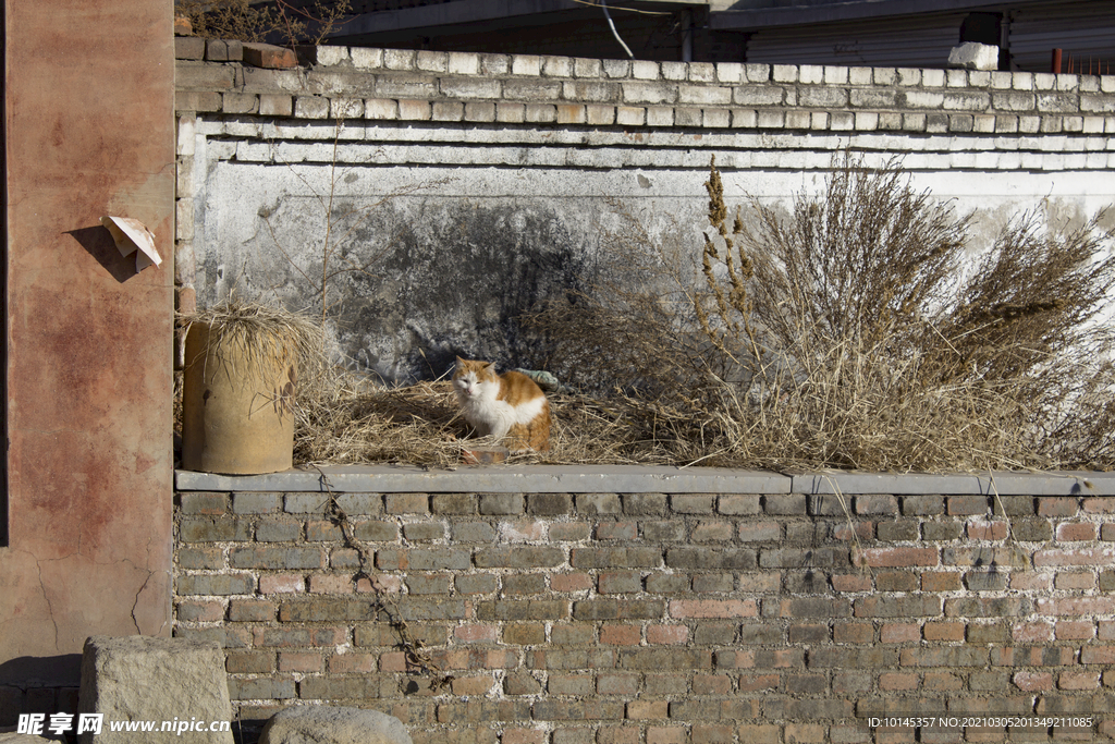 小猫