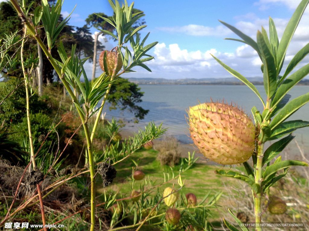 海边的野花