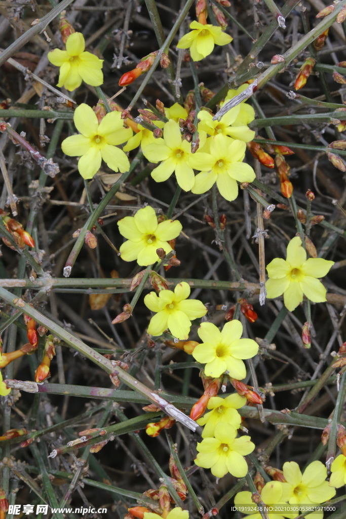 迎春花