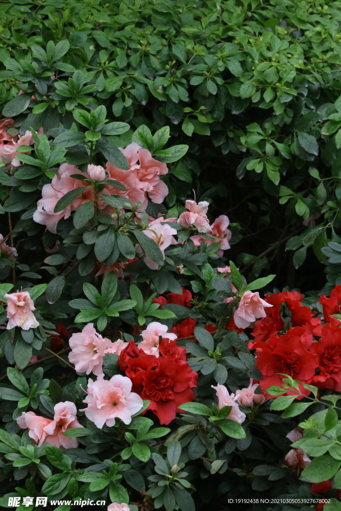 杜鹃花