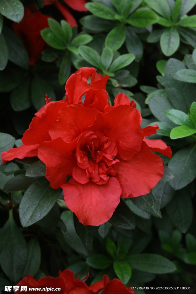 杜鹃花