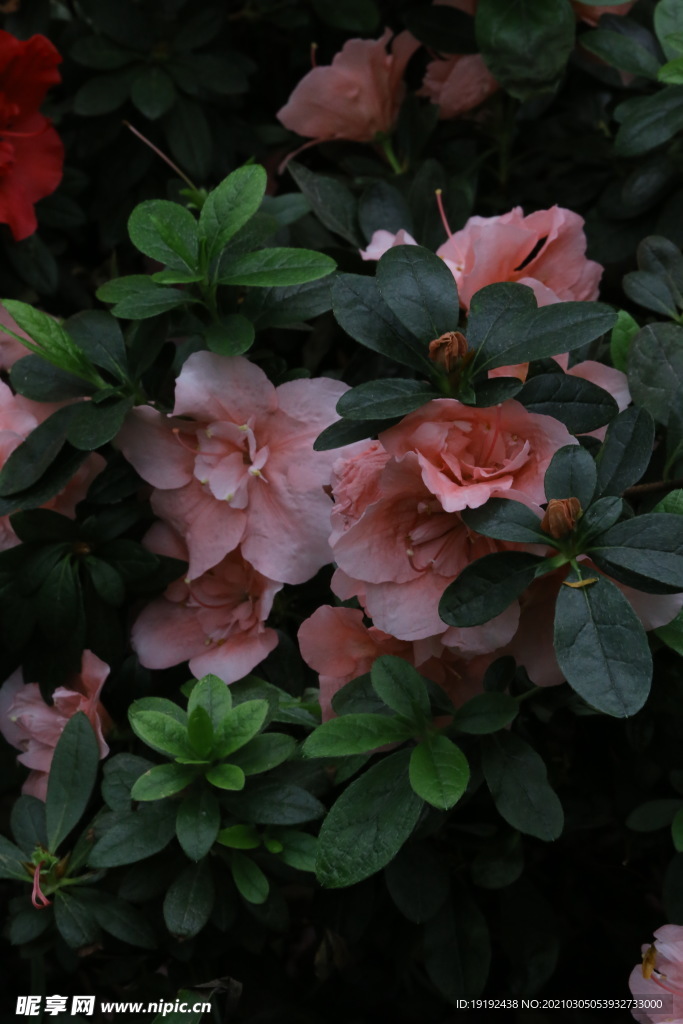 杜鹃花