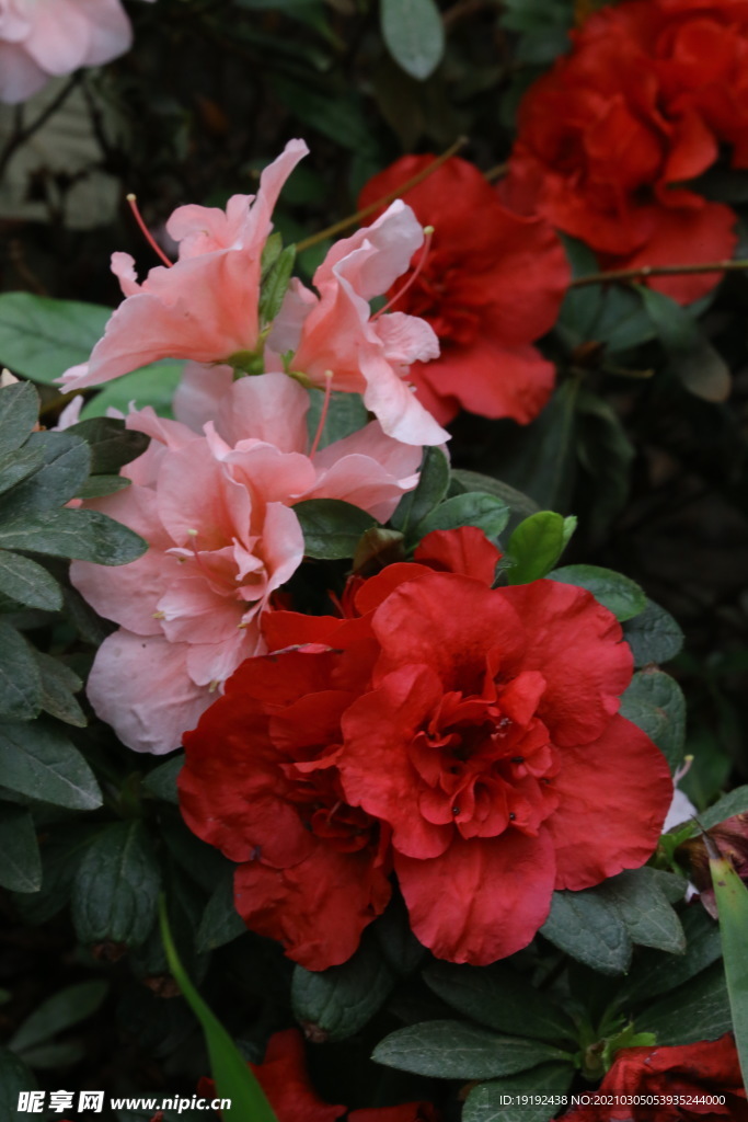 杜鹃花