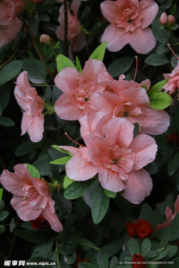 杜鹃花