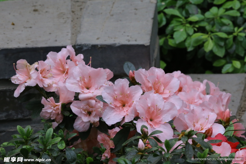 杜鹃花