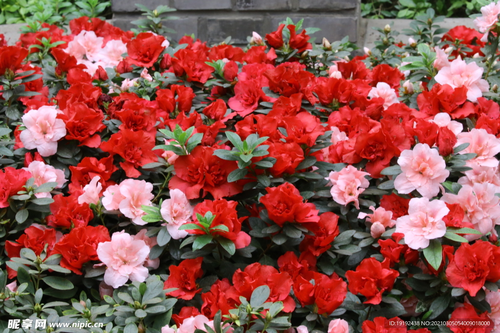 杜鹃花