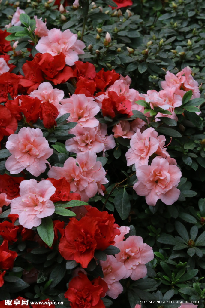 杜鹃花