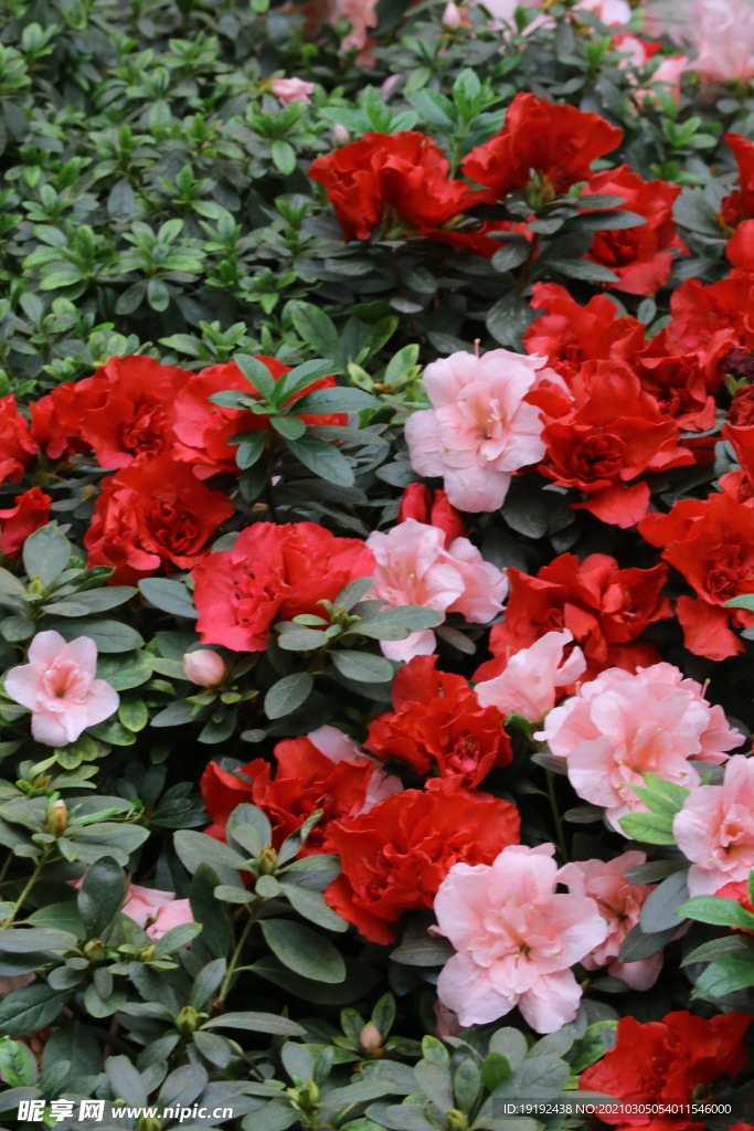 杜鹃花