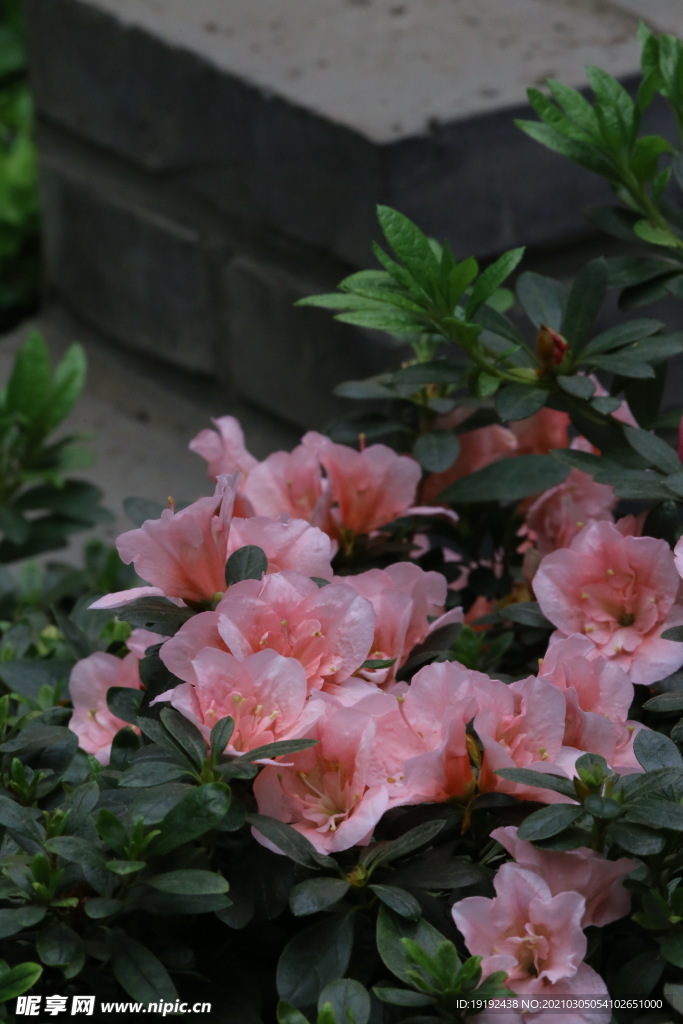 杜鹃花