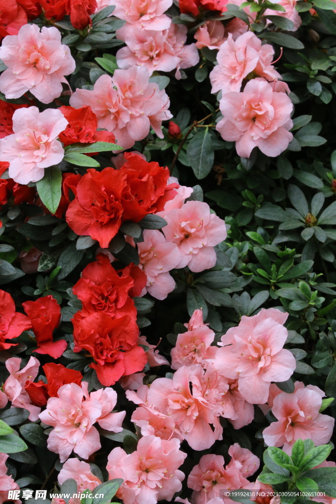 杜鹃花