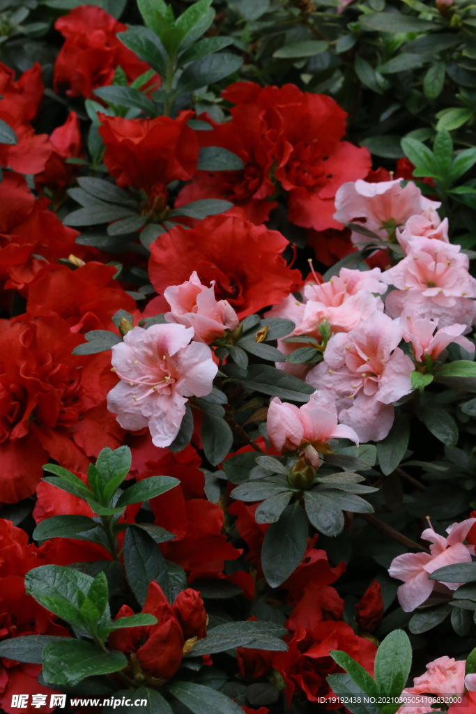 杜鹃花