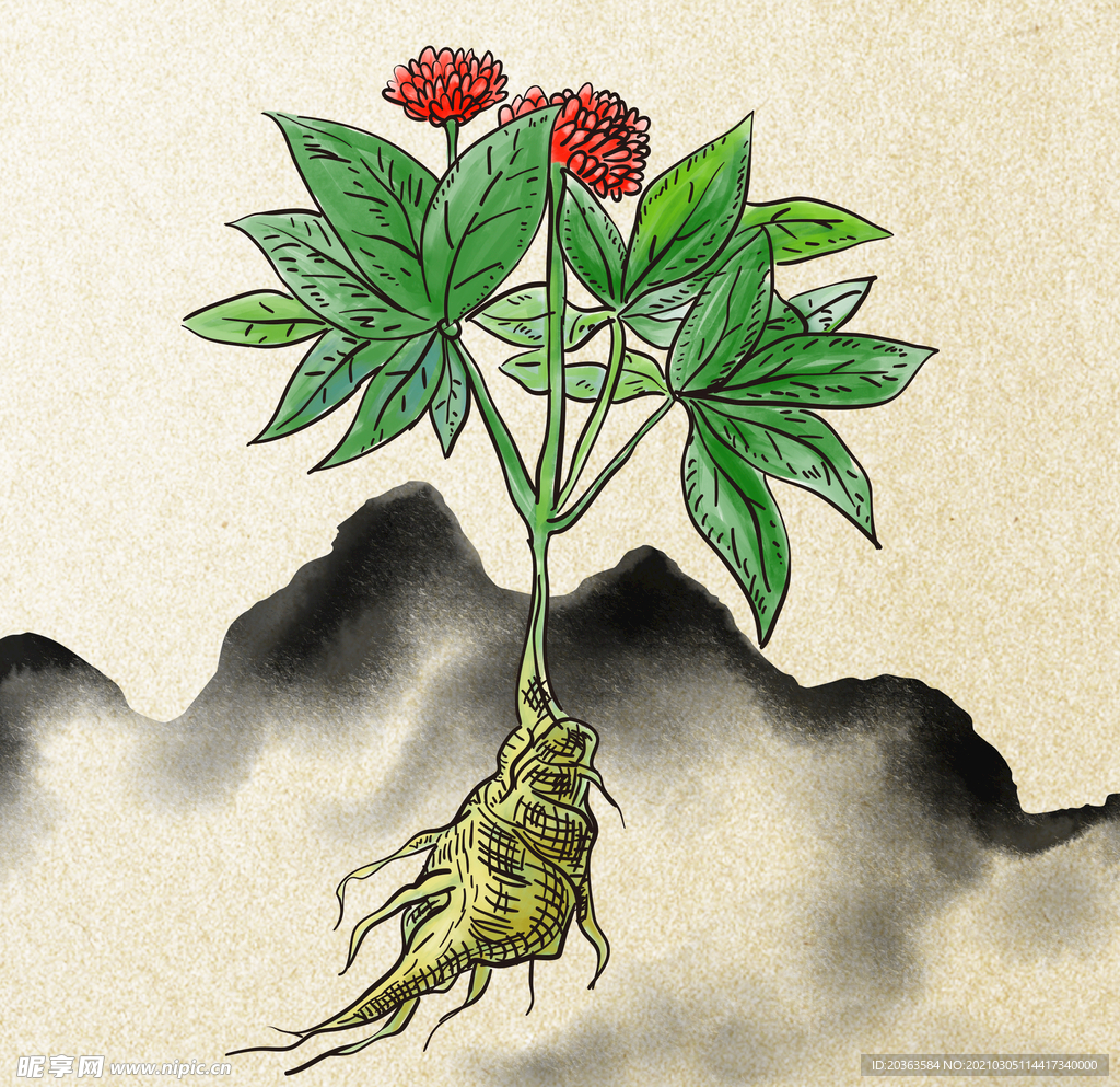 手绘田七